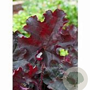Heuchera 'Prince' GM P9