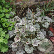 Heuchera 'Venus' GM P9