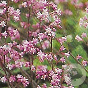 Heucherella a. 'Bridget Bloom' GM P9