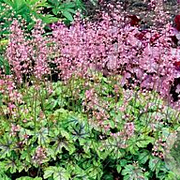 Heucherella a. 'Rosalie' GM P9