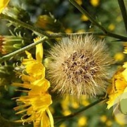 Hieracium umbellatum GM P9