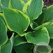Hosta 'Aureomarginata' GM P9