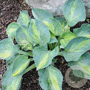 Hosta 'Rhino Hide' GM P9