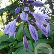 Hosta 'Betsy King' GM P9