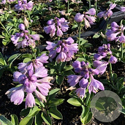 Hosta 'Blue Mouse Ears' GM P9