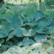Hosta 'Blue Umbrellas' GM P9
