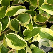 Hosta 'Brim Cup' GM P9