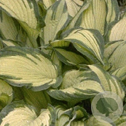 Hosta 'Fortunei Albopicta' GM P9