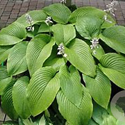 Hosta 'Green Acres' GM P9