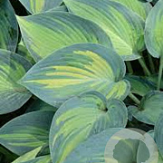 Hosta 'June' GM P9