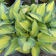 Hosta 'June' GM P9