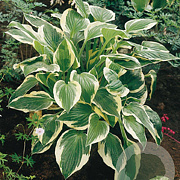 Hosta 'Patriot' GM P9