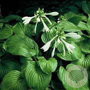 Hosta plantaginea grandiflora GM P9