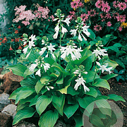 Hosta 'Royal Standard' GM P9