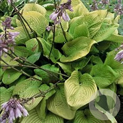 Hosta 'Sum and Substance' GM P9