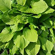 Hosta 'Undulata Erromena' GM P9
