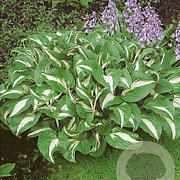 Hosta 'Undulata Mediovariegata' GM P9