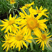 Helenium hoopesii GM P9