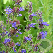 Hyssopus officinalis aristatus GM P9