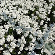 Iberis sempervirens 'Snowflake' GM P9