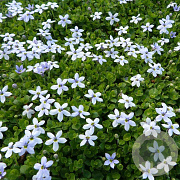 Isotoma fluviatilis GM P9