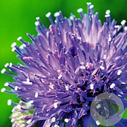 Jasione laevis 'Blaulicht' GM P9