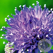 Jasione laevis 'Blaulicht' GM P9