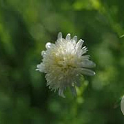 Kalimeris pinnatifida 'Hortensis' GM P9