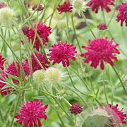 Knautia macedonica GM P9