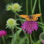 Knautia macedonica GM P9