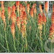 Kniphofia 'Aurore' GM P9
