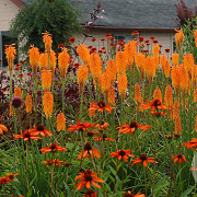 Kniphofia 'Mango Popsicle' GM P9