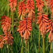 Kniphofia uvaria 'Echo Rojo' GM P9