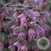 Lamium maculatum GM P9