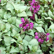 Lamium maculatum 'Sterling Silver' GM P9