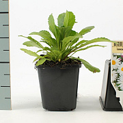 Leucanthemum (S) 'Alaska' GM P9