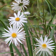 Leucanthemum (S) 'Christ. Hagemann' GM P9