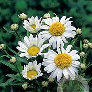 Leucanthemum (S) 'Dwarf Snow Lady' GM P9