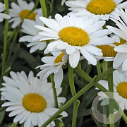 Leucanthemum (S) 'Polaris' GM P9