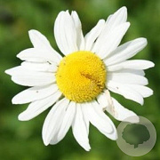 Leucanthemum vulgare GM P9