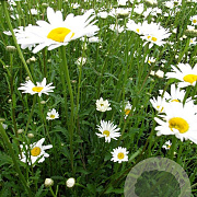 Leucanthemum vulgare 'Maikönigin' GM P9