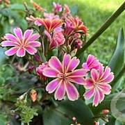 Lewisia cotyledon GM P9