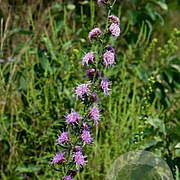 Liatris aspera GM P9
