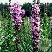 Liatris spicata GM P9