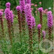 Liatris spicata GM P9