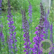 Linaria purpurea GM P9