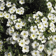Linum perenne 'Diamant' GM P9