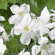 Linum perenne 'Diamant' GM P9