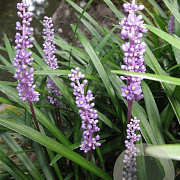 Liriope muscari GM P9