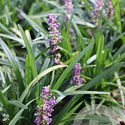 Liriope muscari 'Majestic' GM P9